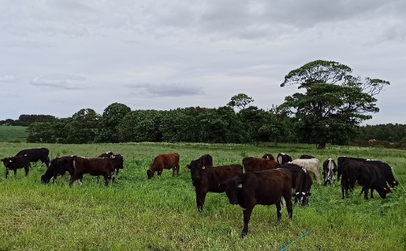 The methane sensor will be trialled in mob grazed fields at Cockle Park Farm.
